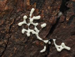 Attēlu rezultāti vaicājumam “Physarum bitectum spores”