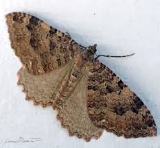 Attēlu rezultāti vaicājumam “Triphosa dubitata”