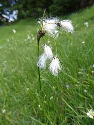 Attēlu rezultāti vaicājumam “Eriophorum angustifolium”
