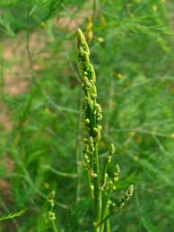 Attēlu rezultāti vaicājumam “Asparagus officinalis fruit”