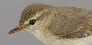 Attēlu rezultāti vaicājumam “Phylloscopus trochiloides adult”