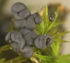 Attēlu rezultāti vaicājumam “Diderma chondrioderma spores”