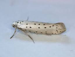 Attēlu rezultāti vaicājumam “Yponomeuta plumbella”