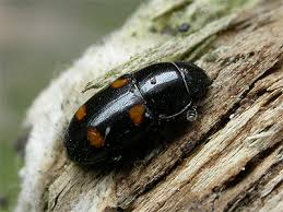 Attēlu rezultāti vaicājumam “Glischrochilus hortensis”