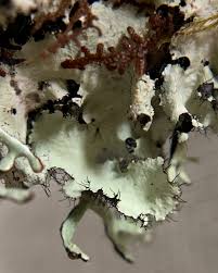 Attēlu rezultāti vaicājumam “Chaenotheca furfuracea”