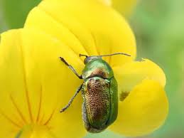Attēlu rezultāti vaicājumam “Cryptocephalus aureolus, Cryptocephalus sericeus”