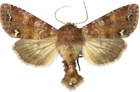 Attēlu rezultāti vaicājumam “Ceramica pisi”