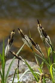Attēlu rezultāti vaicājumam “Carex nigra”