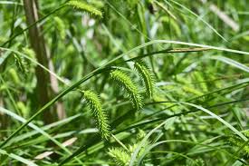 Attēlu rezultāti vaicājumam “Carex pseudocyperus fruit”