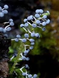 Attēlu rezultāti vaicājumam “Didymium bahiense macro”