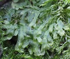 Attēlu rezultāti vaicājumam “Metzgeria violacea”