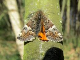 Attēlu rezultāti vaicājumam “Archiearis parthenias”