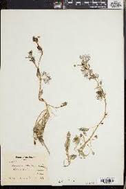 Attēlu rezultāti vaicājumam “Batrachium circinatum leaf”