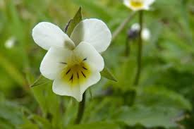 Attēlu rezultāti vaicājumam “Viola arvensis leaf”