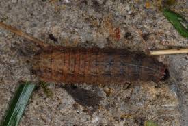 Attēlu rezultāti vaicājumam “Charanyca trigrammica”