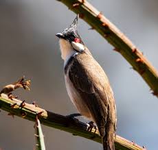 Attēlu rezultāti vaicājumam “Cygnus olor adult”