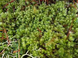 Attēlu rezultāti vaicājumam “Scapania irrigua”