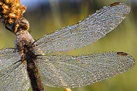 Attēlu rezultāti vaicājumam “Orthetrum brunneum”