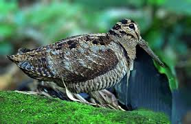 Attēlu rezultāti vaicājumam “Scolopax rusticola juvenile”