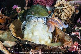 Image result for Buccinum undatum