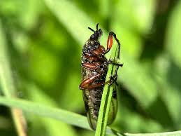 Attēlu rezultāti vaicājumam “Ptinus sp. male”