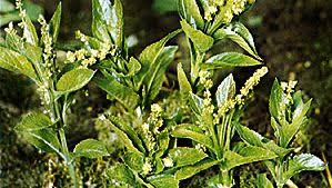 Attēlu rezultāti vaicājumam “Mercurialis perennis bud”