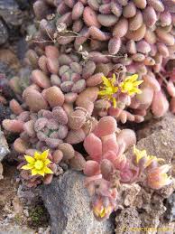 Image result for Aichryson