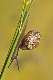 Attēlu rezultāti vaicājumam “Arianta arbustorum”