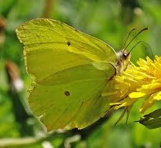 Attēlu rezultāti vaicājumam “Gonepteryx rhamni upperside”