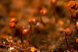 Attēlu rezultāti vaicājumam “Cribraria cancellata var. fusca spores”