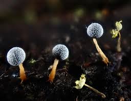 Attēlu rezultāti vaicājumam “Physarum braunianum sessile”