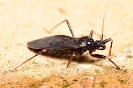 Attēlu rezultāti vaicājumam “Reduvius personatus”