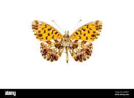 Attēlu rezultāti vaicājumam “Boloria dia underside”