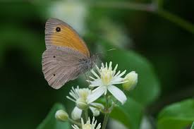 Attēlu rezultāti vaicājumam “Maniola jurtina male”