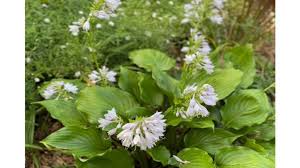 Attēlu rezultāti vaicājumam “Hosta sp. flower”