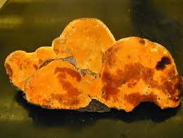 Attēlu rezultāti vaicājumam “Hapalopilus croceus”