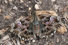 Attēlu rezultāti vaicājumam “Carcharodus floccifera upperside”