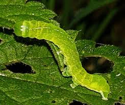 Attēlu rezultāti vaicājumam “Phlogophora meticulosa”