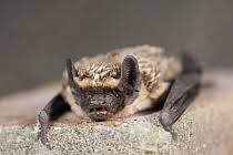 Attēlu rezultāti vaicājumam “Vespertilio murinus”