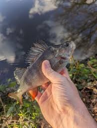 Image result for Bollington & Royal Oak Angling Society