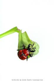 Attēlu rezultāti vaicājumam “Attelabus nitens”