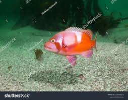 Image result for Chrysoblephus laticeps
