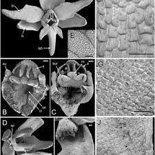 Attēlu rezultāti vaicājumam “Herminium monorchis flower”