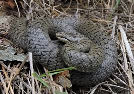 Attēlu rezultāti vaicājumam “Coronella austriaca adult”