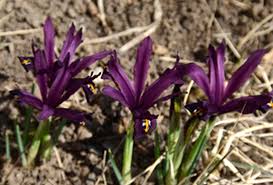 Attēlu rezultāti vaicājumam “Iris reticulata”