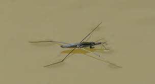 Attēlu rezultāti vaicājumam “Aquarius najas”