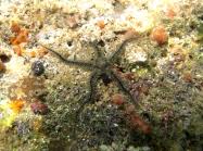 Attēlu rezultāti vaicājumam “Comatricha fragilis”