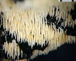 Attēlu rezultāti vaicājumam “Mucronella”