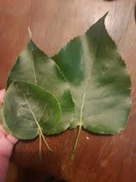 Attēlu rezultāti vaicājumam “Populus x jackii leaf”