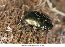 Attēlu rezultāti vaicājumam “Potosia cuprea”